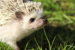 草原を歩くハリネズミ